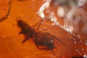 Media type: image;   Entomology PALE-26921
